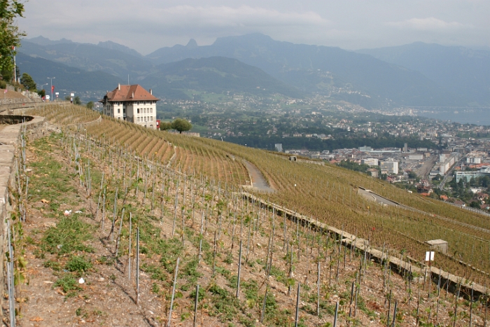 Vignes grelees Chardonne - 009